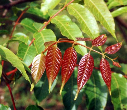 معرفی و راهنمای پرورش درختان میوه - سپوندیاس اکسیلاریس-آلو نپالی